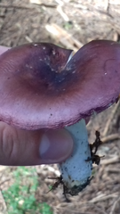 Russula atropurpurea