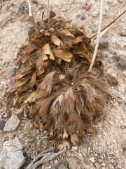 Arctomecon californica