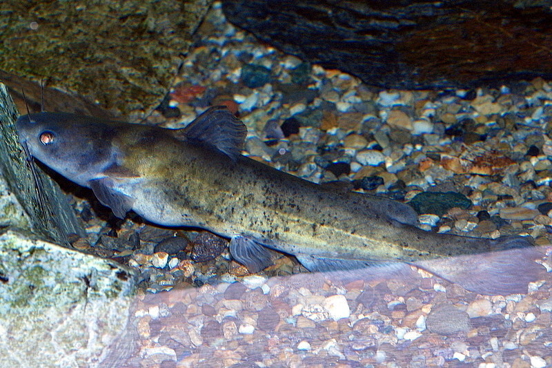 Tachysurus