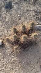 Echinocereus engelmannii engelmannii