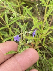 Trichostema brachiatum