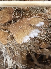 Arctomecon californica