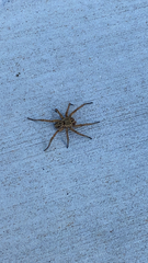 Lycosoidea