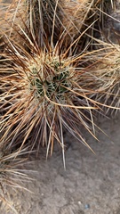 Echinocereus engelmannii engelmannii