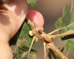 Disholcaspis eldoradensis