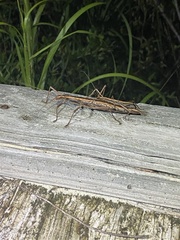 Anisomorpha buprestoides