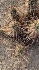 Echinocereus engelmannii engelmannii
