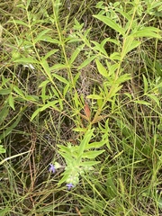 Trichostema brachiatum