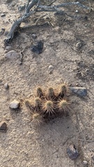 Echinocereus engelmannii engelmannii