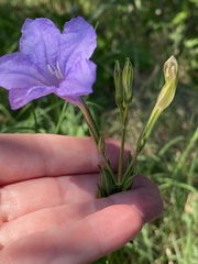 Ruellia nudiflora