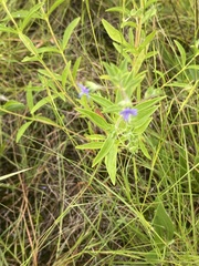 Trichostema brachiatum