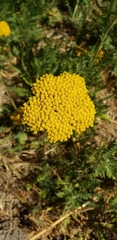 Achillea
