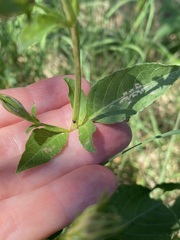 Ruellia nudiflora