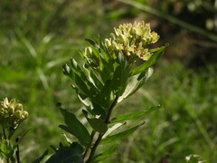 Asclepias viridis