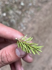 Pseudotsuga menziesii