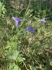 Ruellia nudiflora