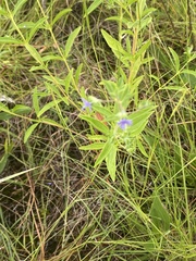 Trichostema brachiatum
