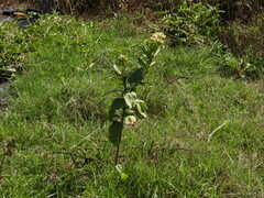 Asclepias viridis