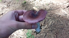 Russula atropurpurea