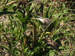 Asclepias tuberosa