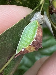 Prolimacodes badia