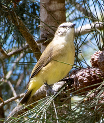 Acanthiza chrysorrhoa