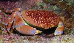 Carpilius corallinus