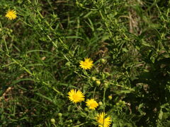 Heterotheca subaxillaris