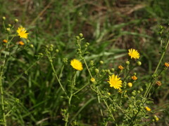 Heterotheca subaxillaris