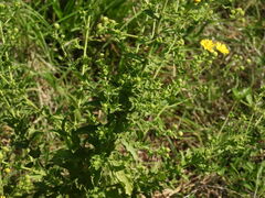 Heterotheca subaxillaris