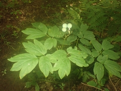 Caulophyllum thalictroides