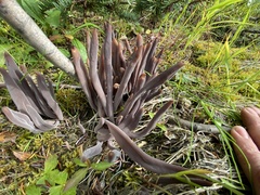 Alloclavaria