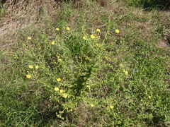 Heterotheca subaxillaris