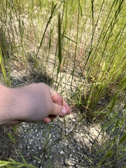 Hordeum