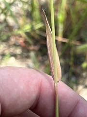 Hordeum
