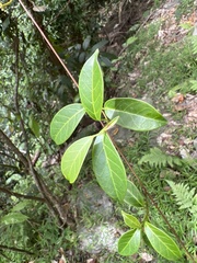 Urceola rosea