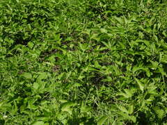 Passiflora incarnata