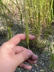 Hordeum