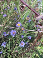 Symphyotrichum subspicatum