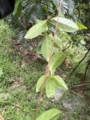 Urceola rosea