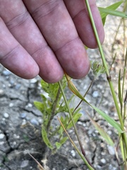 Lolium multiflorum