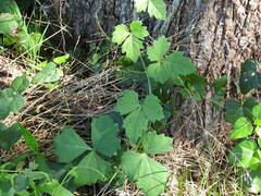 Cissus trifoliata