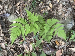 Tectaria devexa