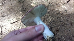 Russula atropurpurea