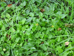 Calyptocarpus vialis