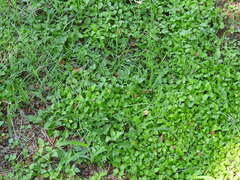 Calyptocarpus vialis