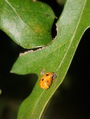 Harmonia