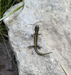 Ambystoma macrodactylum