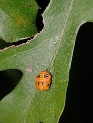 Harmonia