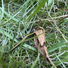 Ambystoma macrodactylum